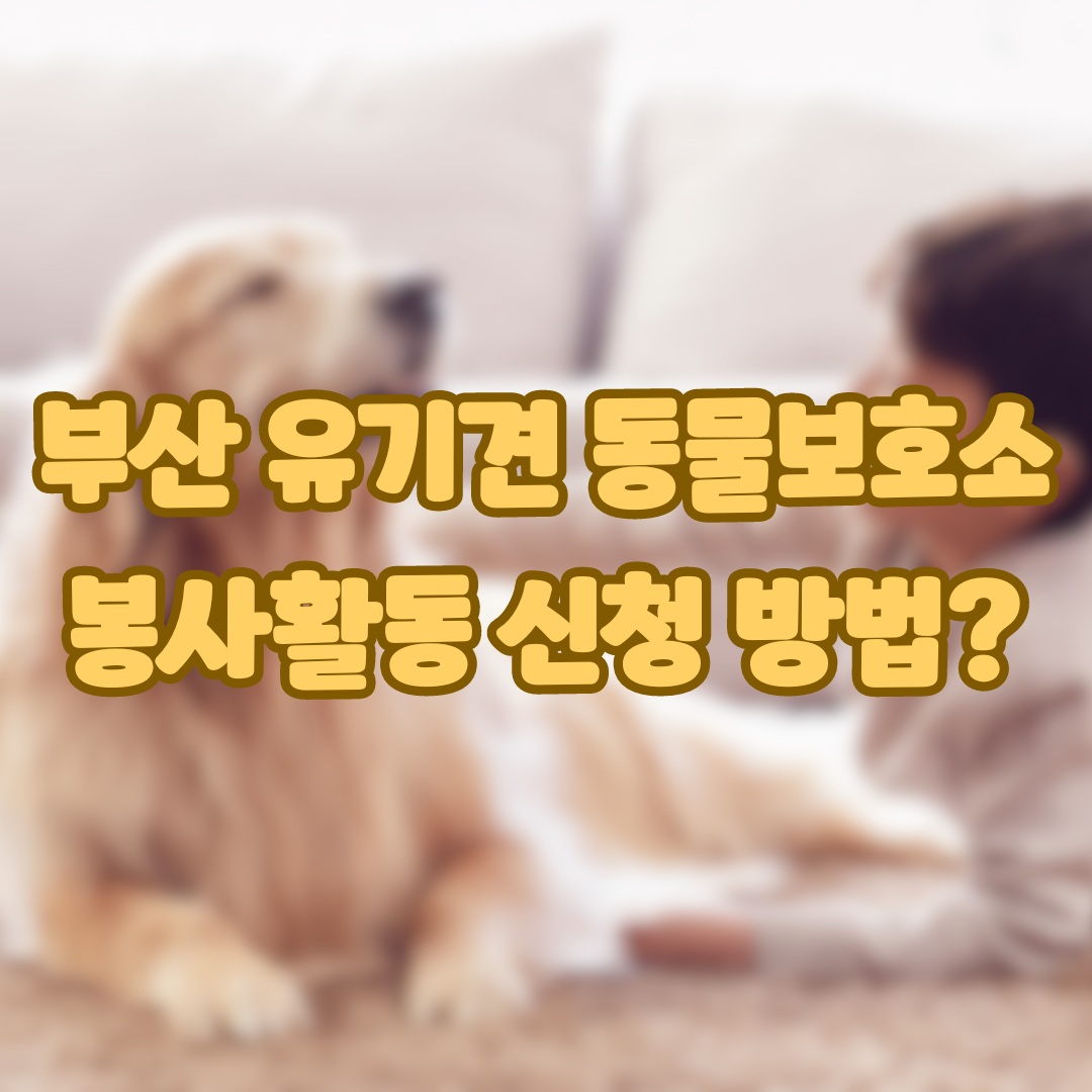 부산동물보호소 봉사활동 신청 방법 - 히든도그